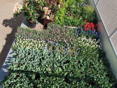 Haag Galabau - Projekt Landesgartenschau Kamp-Lintfort 2020