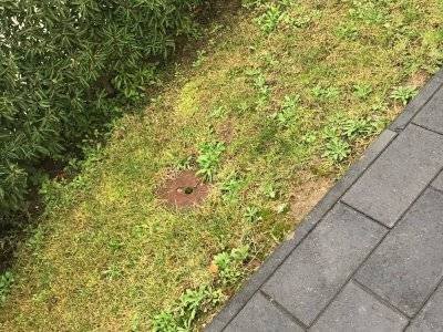 Haag Galabau - Projekt Gartengestaltung in Rheinberg