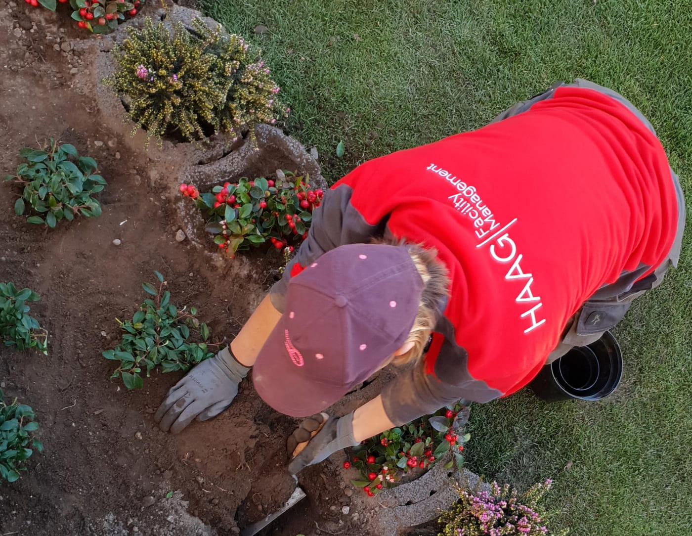 Haag Galabau in Geldern oder Kevelaer